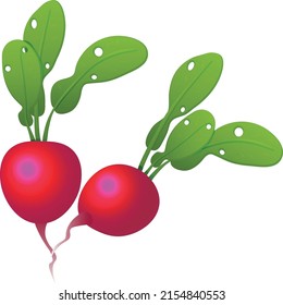 Radish in vector graphics. isolated without background