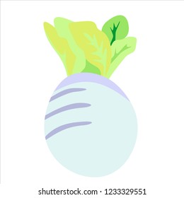 Radish. Vector illustration