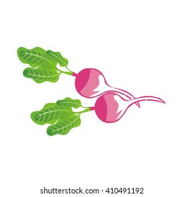 Radish vector illustration