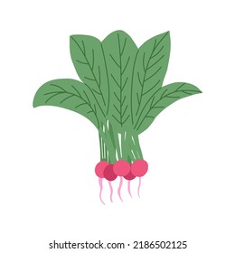 Radish. Ilustración vectorial en estilo plano
