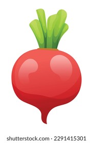 Radish vector illustration. Fresh vegetable isolated on white background