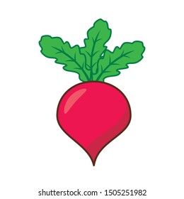 Radish vector illustration isolated on white background. Radish clip art