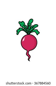 Radish vector illustration on white background
