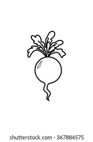 Radish vector illustration on white background