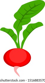 radish vector illustration, with one radish