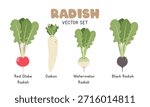 Radish Vector Illustration Set. Types of Radish Cartoon Clipart Set in Flat Style. Red Globe, Daikon, Watermelon Radish, Black Radish. Vegetables Flat Vector Design