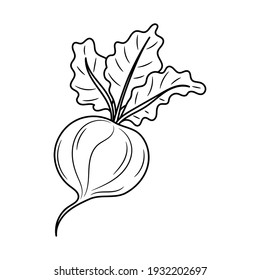 Radish vector illustration, simple hand drawn vegetable Line Icon 