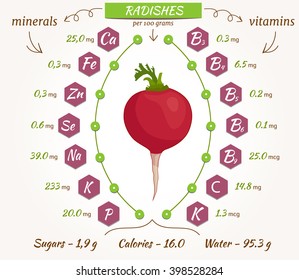 Radish vector infographics. The content of minerals and vitamins in fresh radishes. Illustration about nutrients, vegetables, health food, diet. Flat style.