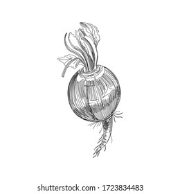 Plantilla de diseño del logotipo vectorial de radar. hortalizas frescas, alimentos o jardinería ilustraciones