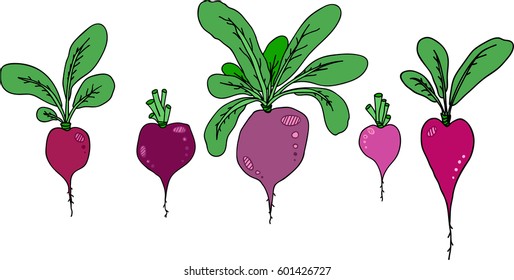 Radish vector set