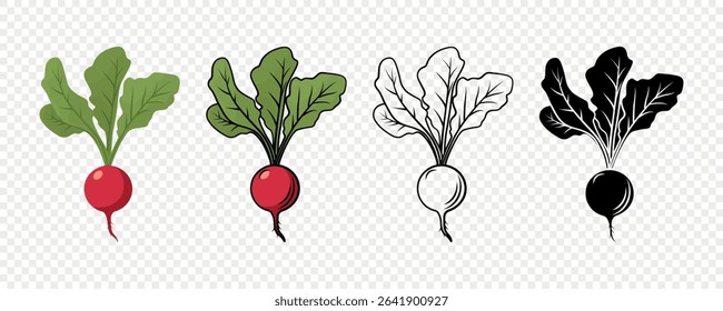 Radish Vector Set in Color, Outline, Vintage and Flat Style. Fresh Red Radish with Leaves for Food Packaging, Botanical Illustration, Organic Market Clipart, Farm Vegetables, Garden Design and Recipe