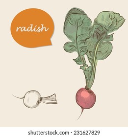 radish. vector sketches