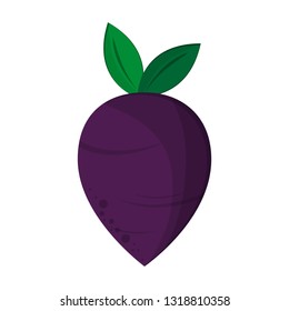 Radish vegetable food