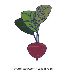 Radish vegetable fresh food blue lines