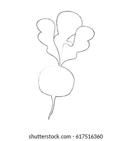radish vegetable icon image vector illustration design 