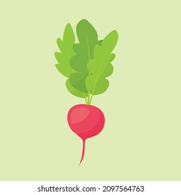 radish vegetable icon -vector illustration