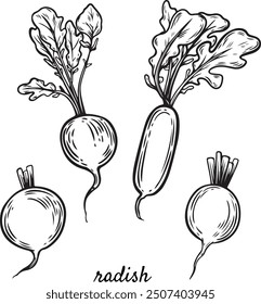 Dibujo de línea de verduras de rábano aislado sobre fondo blanco.