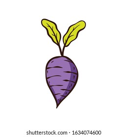radish vegetable vector illustration hand drawn