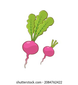 Radish, vegetables, on a white background. Radish root crops without leaves. Close up isolated on white background.