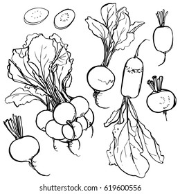 Radish. Vegetables painted with ink on white background. Vector sketch food. 