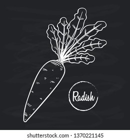 Radish vegetables with sketch or hand drawn style on black background