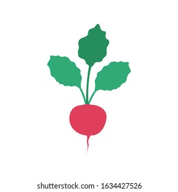 Radish vegetables vector illustration isolated on a white background