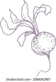 Radish vegetables vitamins healthy food graphic illustration hand drawn hand print textile doodle sketch
