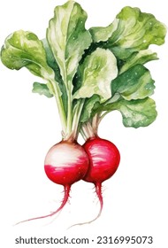 Radish watercolor illustration. Hand drawn underwater element design. Artistic vector marine design element. Illustration for greeting cards, printing and other design projects.