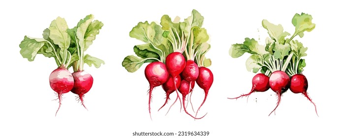 Radish, watercolor painting style illustration. Vector set.