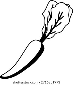 Radish White vegetable mono shadow illustration