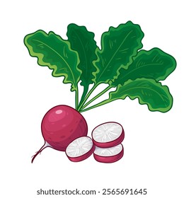 Radish, whole and sliced, vector illustration isolated on white background, eps10