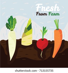 radish,bamboo shoot and carrot are growing from the ground. Fresh from farm collection