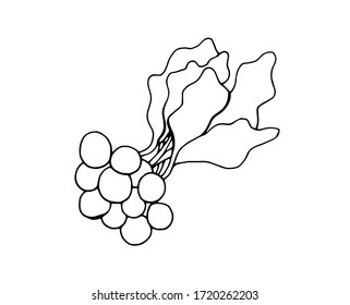Estilo Radish-Doodle. Ilustración aislada vectorial con rábano. Impresión en papel, tejidos, platos, carteles, tazas. Verduras de fondo blanco. Elemento separado. Dibujo manual. Vegetarianismo.