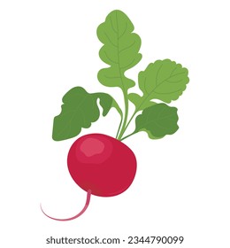 Radishes in flat style. Vector vegetable on a white background. Farm organic product. Pink root vegetable with green leaves.