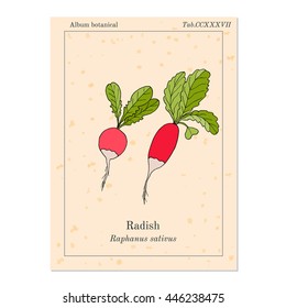 Radishes with leaves, vegetable collection, vector illustration