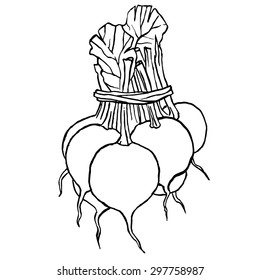 Radishes stylized hand drawing vector illustration isolated on white background