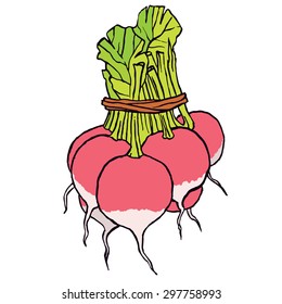 Radishes stylized hand drawing vector illustration isolated on white background