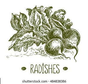 Radishes. Vector hand drawn graphic illustration. Sketchy style.