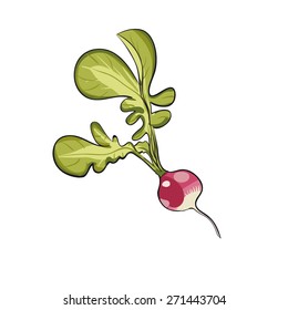 Radishes - vector Illustration
