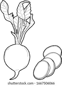 Radishes Vector Illustration Hand Drawn Vegetable Cartoon Art