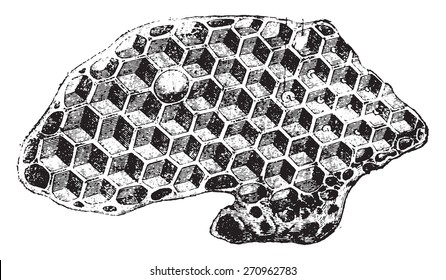 Radius of Bees, vintage engraved illustration. Natural History of Animals, 1880.
