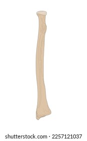 The Radius of the Right Forearm. Anterior (ventral) view.