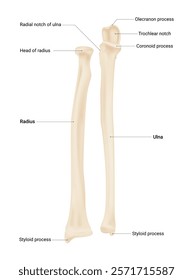 Radius and Ulna Bone Anatomy