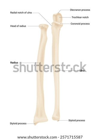 Radius and Ulna Bone Anatomy
