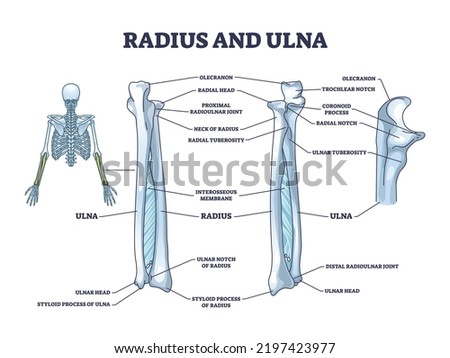Radius and ulna bone anatomy with arm skeletal structure outline diagram. Labeled educational scheme with upper body parts and hand long bones vector illustration. Detailed physiological description.