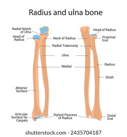 Radius and Ulna Bone Science Design Vector Illustration Diagram