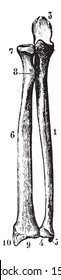 Radius and ulna (bones of the forearm) seen by their front face, vintage engraved illustration. Usual Medicine Dictionary by Dr Labarthe - 1885.