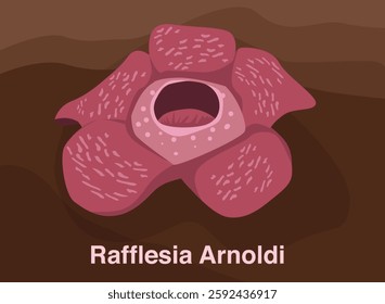 Rafflesia arnoldi flower vector illustration bunga bangkai or the giant carcass flower amorphophallus tita