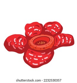 Rafflesia arnoldii big flora flower colored vector illustration isolated on plain white background. Drawing of endemic flower that can be found in Indonesia with cartoon flat art styled art drawing.