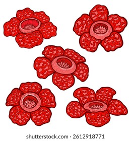 Rafflesia Arnoldii Colorful Tropical Flower Illustration Illustration Set